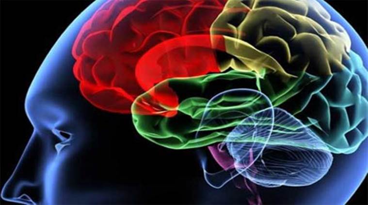 ahmedabad, ms university, ms university baroda, ms university researcher, research, international brain research organisation, ibro, proteins, neuroscience research, vesicular trafficking, molecular biolgy, biology, diseases, diabetes, blood pressure, high blood pressure, obesity, cancer, indian express news