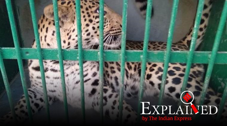 leopards, stray leopard, leopard attack. man animal conflict, man leopard conflict, man animal conflict explained, indian express