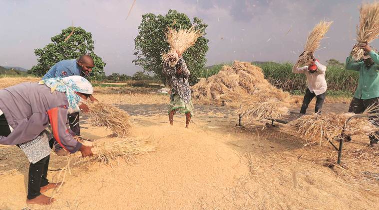 MSP politics: The Price of Rice | India News - The Indian Express