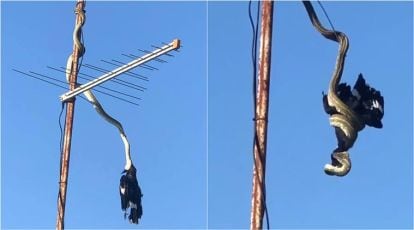 https://images.indianexpress.com/2019/02/python-currawong-fight-australia-viral-video-759.jpg?w=414