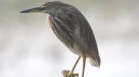 fish, military school, dignity, khaki-brown pond heron, paddy bird, bird manoeuvres, bird watcher, indian express, indian express news