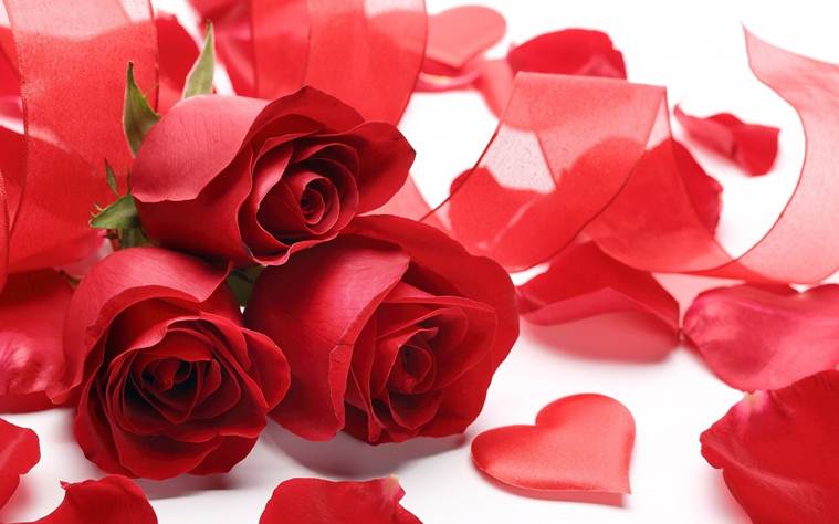 Happy Rose Day: Date, importance and significance of each rose colour |  Lifestyle News,The Indian Express