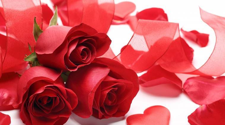 Image result for rose day date 2019