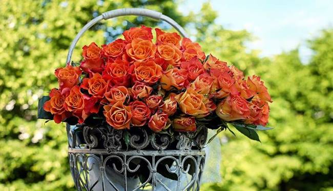 happy rose day, happy rose day 2019, happy rose day images, happy rose day images 2019, happy rose day wishes images, happy rose day quotes, happy rose day wishes quotes, happy rose day wallpaper, happy rose day video, happy rose day pics, happy rose day photos, indian express, indian express news