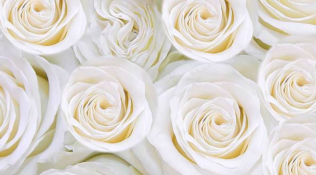happy rose day, happy rose day 2019, happy rose day images, happy rose day images 2019, happy rose day wishes images, happy rose day quotes, happy rose day wishes quotes, happy rose day wallpaper, happy rose day video, happy rose day pics, happy rose day photos, indian express, indian express news
