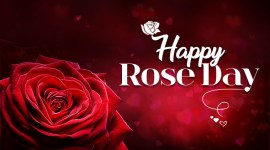 happy rose day, happy rose day 2019, happy rose day images, happy rose day images 2019, happy rose day 2019 status