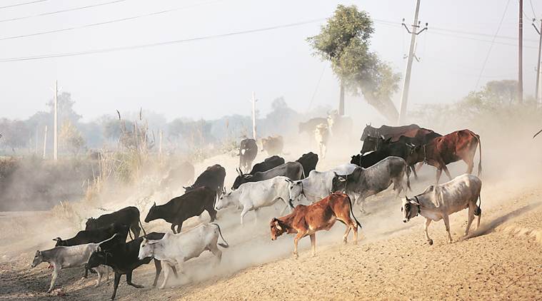 UP stray cattle, UP stray cattle cases, UP farmers, UP police, UP cow shelters, indian express, india news, latest news