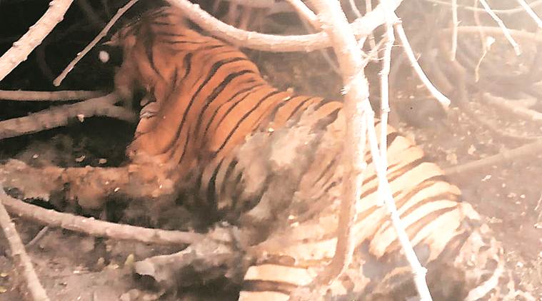 tiger found dead, tiger found dead in gujarat, mahisagar forest, vadodara, forest officials, poaching, gujarat news, indian express news