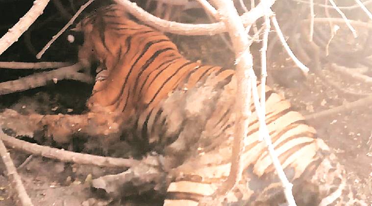 Ahmedabad: Not poached, tests on to find out if tiger was poisoned | Cities  News,The Indian Express