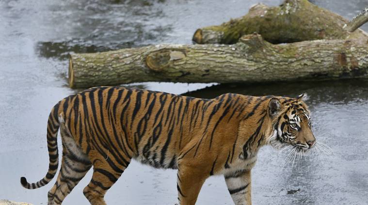 tigers, london, london zoo, two tigers dead, two tigers dead in london zoo, world news, indian express news