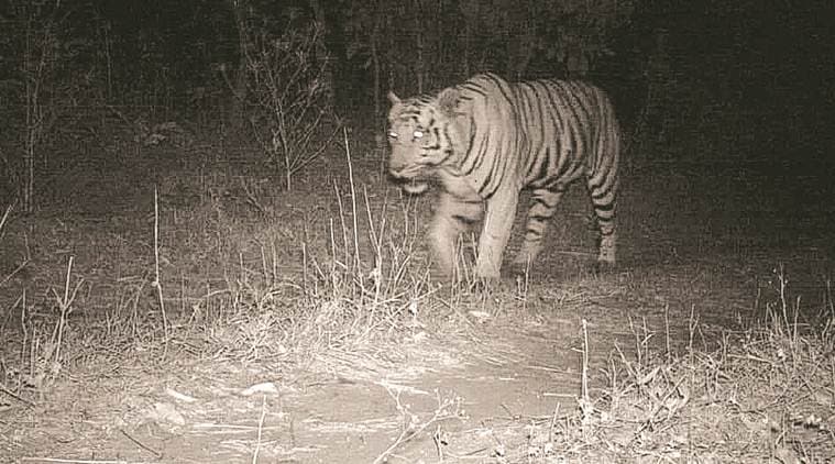 gujarat mahisagar lion, lion spotted mahisagar, lion captured mahisagar, latest news, indian express