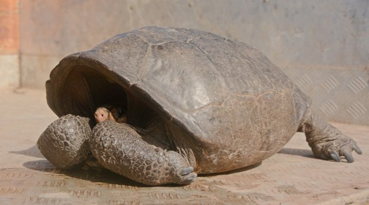 Park rangers and the Galapagos Conservancy found the phantasticus tortoise, a species that was thought to have become extinct one hundred years ago. (Galapagos National Park via AP)