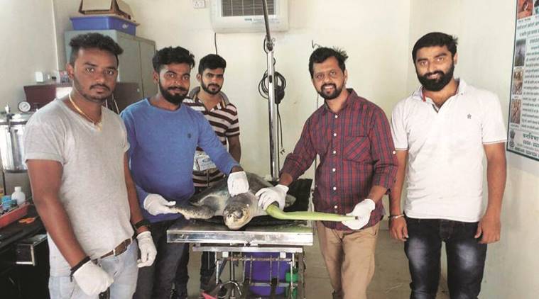 Wild Side: Turtles with signs of ‘stress and depression’ heal at Dahanu centre