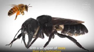 Flying bulldog: World's largest bee retraced in Indonesia after 4 decades