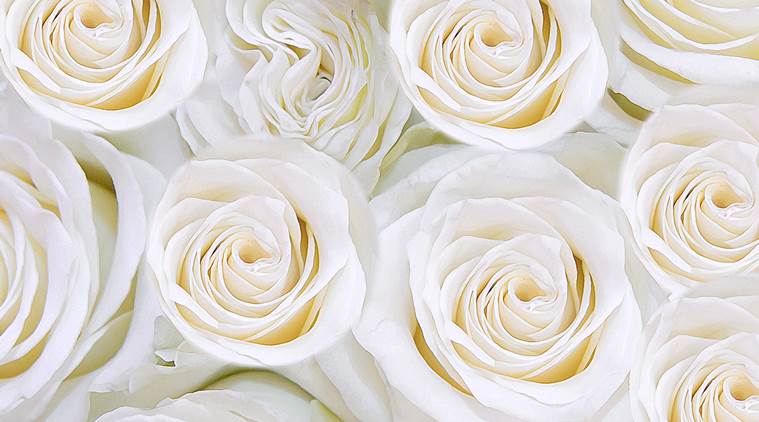 Happy Rose Day Date Importance And Significance Of Each Rose Colour Lifestyle News The Indian Express