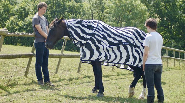 Why do Zebras have stripes? Scientists camouflaged horses to find out