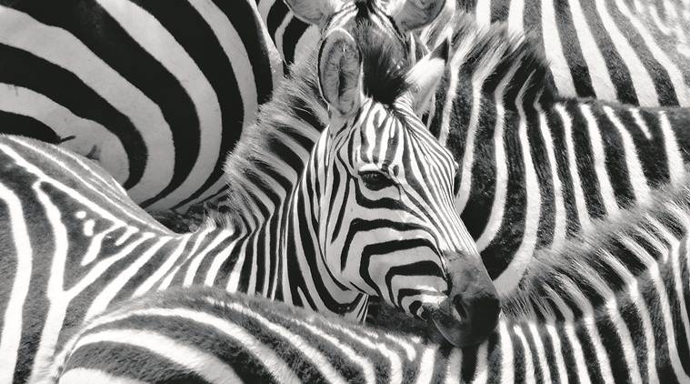 The BBP has released a list of animals that can be adopted online.