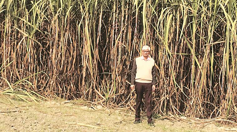 sugarcane, sugarcane growers, farmers, sugarcane production, sugarcane cultivation, farmer dues, farmer loans, rural distress, agrarian crisis, the indian express