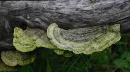 bracket fungi1 no alt set