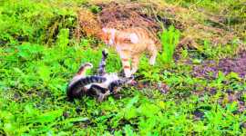 cats_759x422 (1) cats, territory, fights