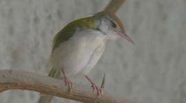 down in jungleland_759 no alt set