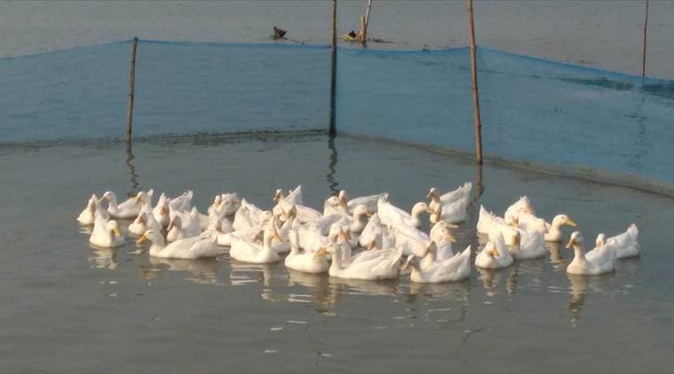 As ducklings perish, Tripura’s ambitious plan is bogged down for now