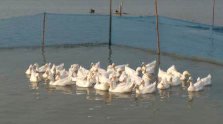 As ducklings perish, Tripura’s ambitious plan is bogged down for now