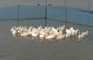 As ducklings perish, Tripura’s ambitious plan is bogged down for now