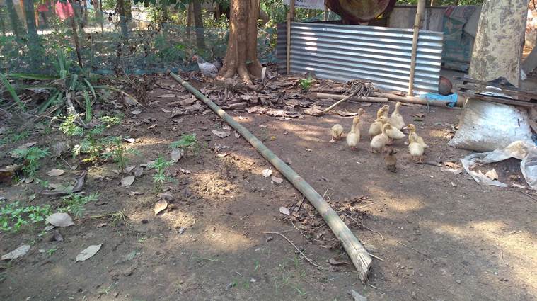 As ducklings perish, Tripura’s ambitious plan is bogged down for now