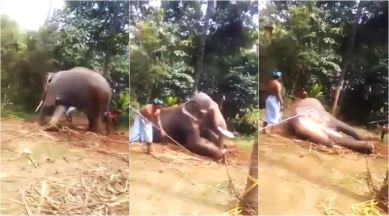 Video of an elephant being thrashed in captivity in Kerala sparks outrage | Trending News,The Indian Express Video of an elephant being thrashed in captivity in Kerala sparks outrage | Trending News,The Indian Express