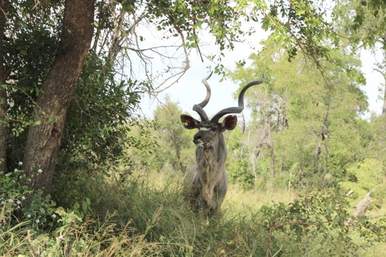 Kruger National Park, Kruger’s Skukuza airport, Sabi Sands Private Reserve, South African bushveld, Jim Corbett National Park, Big Five, Shangaan tribe, Sabi Sands, Mala Mala, indian express, indian express news