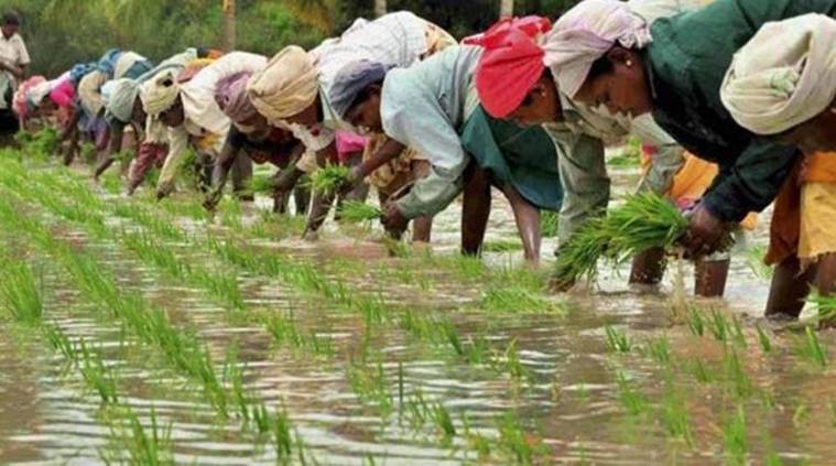 Casual farm labour shrinks by 40% since 2011-12, total job loss nearly 3 crore: NSSO data shows