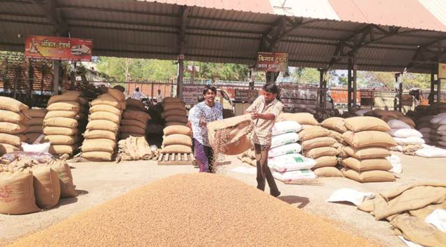 The total chana acreage of 8.19 lh is 280.80 per cent of the past three years’ average acreage of 2.91 lh and more than double the last year’s acreage of 3.78 lh. (Express photo by Partha Sarathi Biswas/Representational)