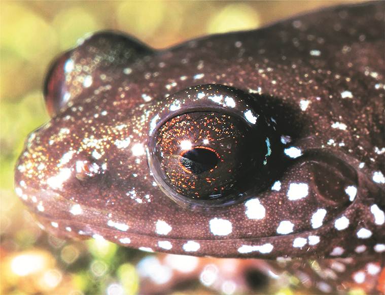 Astrobatrachus Kurichiyana, Frog species, types of Frog species, oldest Frog species, india Ghats Frog species, indian express