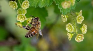 honey bees, pollution, environmental pollution, pollutants, air pollution, honey bee pollution detection, honey bees detect pollution, university of british columbia, canada university honey bee research, hioney sampling, honey, honey bee and pollution, vancouver honey