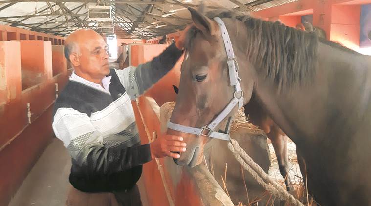 police, delhi police, horses, horses retirement, stallions, civil lines, delhi news, indian express news
