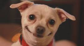 jokes, jokes for family, animal jokes