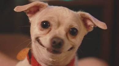 jokes, jokes for family, animal jokes