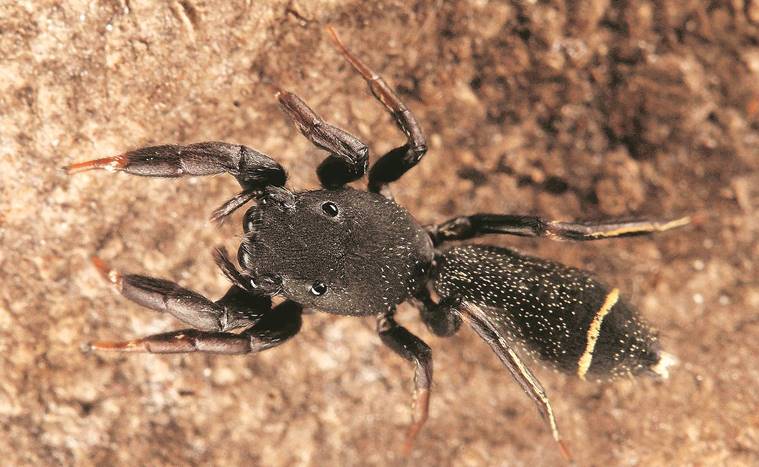 Sunil Limaye, jumping spider, jumping spider mumbai, mumbai jumping spider aarey milk colony, mumbai news, indian express, latest news