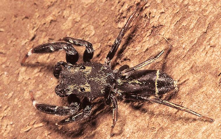 Sunil Limaye, jumping spider, jumping spider mumbai, mumbai jumping spider aarey milk colony, mumbai news, indian express, latest news