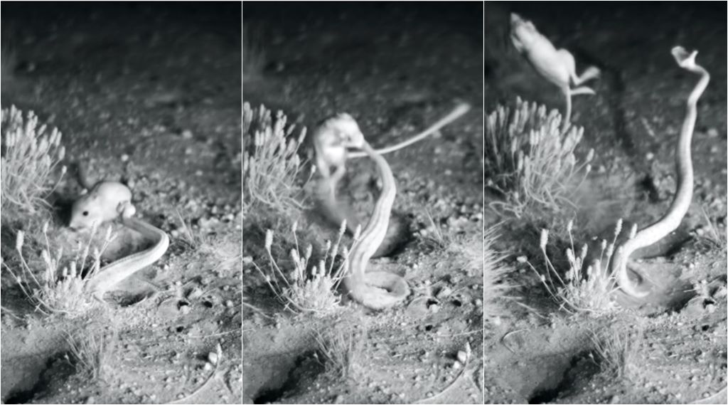 Watch Ninja Kangaroo Rat Kicks Venomous Rattlesnake In The Head In Epic Duel Trending News The Indian Express