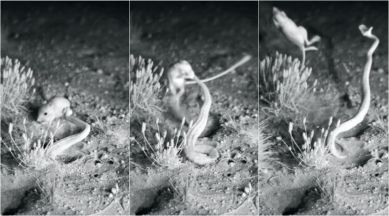 Explained: Desert kangaroo rat, whose ninja kick proved too much for rattlesnake