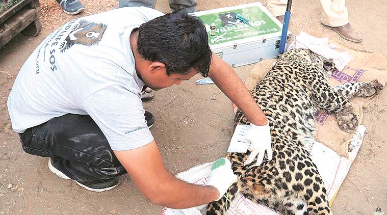 leopard, pune, leopard rescued in pune, ahmednagar, poachers, wildlife, ngo, doctors, indian express news