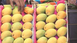 Maharashtra: Alphonso starts arriving, traders hope for a good crop
