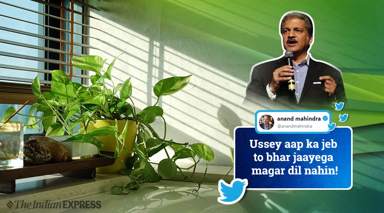 anand mahindra, anand mahindra witty tweets, anand mahindra funny tweets, indoor plants, mahindra rise, money plant jokes, indian express, funny news,