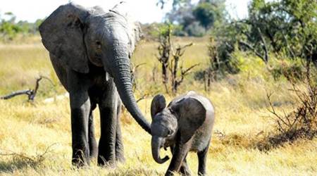 documentary for kids