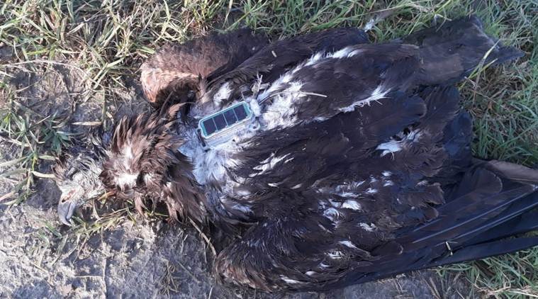 In Faridabad village, a dead bird, a GPS tag and cross-border fears