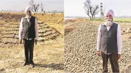 Punjab, Punjab farmers, Doaba farmers, potato farming, Punjab potato farmers, potato price, rural distress, agrarian crisis, indian express