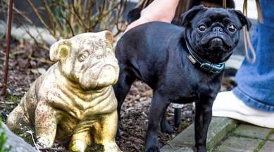 pug, pug sold on ebay, pug, pug online, family pug's sold, German, german officials sold pug, black pug, dogs on sale, animal rights, trending, trending news, indian express, indian express news