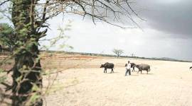 Centre turns down Maharashtra’s plea for Rs 500 crore assistance in fodder crisis